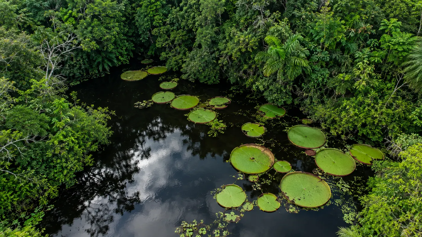 Aerial view of a small lake in the middle of the rainforest with scattered giant waterlily pads (illustration)